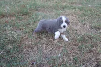 AKC Adrian - BLUE MERLE FEMALE , a female Australian Shepherd for sale in Pittsburg, TX – 1 of 8
