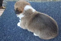 AKC RED MALE, a male Pembroke Welsh Corgi for sale in Pittsburg, TX – Photo 3 of 4