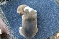 AKC RED MALE, a male Pembroke Welsh Corgi for sale in Pittsburg, TX – Photo 4 of 4