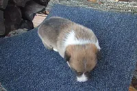 AKC RED MALE, a male Pembroke Welsh Corgi for sale in Pittsburg, TX – Photo 1 of 4