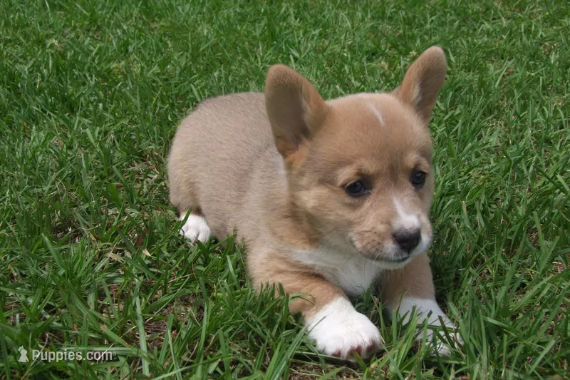 AKC Button – Pembroke Welsh Corgi puppy for sale in Pittsburg, TX