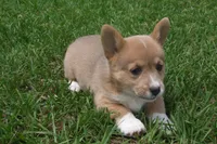 AKC Button, a female Pembroke Welsh Corgi for sale in Pittsburg, TX – 1 of 7