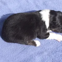 AKC Black Tri Female, a female Australian Shepherd for sale in Pittsburg, TX – Photo 2 of 8