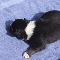 AKC Black Tri Female, a female Australian Shepherd for sale in Pittsburg, TX – Photo 5 of 8