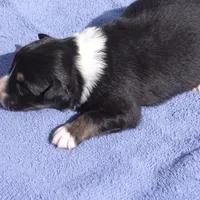 AKC Black Tri Female, a female Australian Shepherd for sale in Pittsburg, TX – Photo 4 of 8