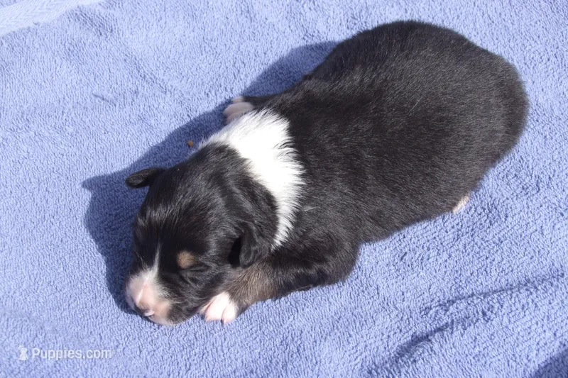 AKC Black Tri Female, a female Australian Shepherd for sale in Pittsburg, TX – Photo 1 of 8