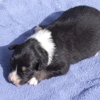 AKC Black Tri Female, a female Australian Shepherd for sale in Pittsburg, TX – Photo 1 of 8