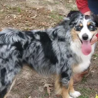 AKC Black Tri Female, a female Australian Shepherd for sale in Pittsburg, TX – Photo 8 of 8