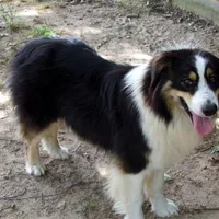 AKC Black Tri Female, a female Australian Shepherd for sale in Pittsburg, TX – Photo 7 of 8