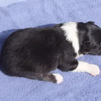 AKC Black Tri Female, a female Australian Shepherd for sale in Pittsburg, TX – Photo 3 of 8