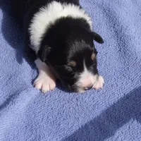 AKC Black Tri Female, a female Australian Shepherd for sale in Pittsburg, TX – Photo 6 of 8