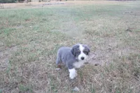 AKC Adrian - BLUE MERLE FEMALE , a female Australian Shepherd for sale in Pittsburg, TX – 6 of 8