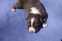 AKC Adrian RTF, a female Australian Shepherd for sale in Pittsburg, TX – Photo 1 of 7