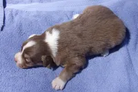 AKC Adrian RTF, a female Australian Shepherd for sale in Pittsburg, TX – Photo 5 of 7