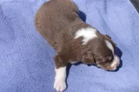 AKC Adrian RTF, a female Australian Shepherd for sale in Pittsburg, TX – Photo 2 of 7