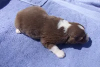 AKC Adrian RTF, a female Australian Shepherd for sale in Pittsburg, TX – Photo 3 of 7