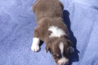 AKC Adrian RTF, a female Australian Shepherd for sale in Pittsburg, TX – Photo 4 of 7