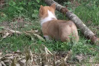 BUTTON AKC FEMALE, a female Pembroke Welsh Corgi for sale in Pittsburg, TX – 5 of 6