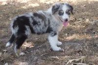 AKC Koda - Blue Merle Male, a male Australian Shepherd for sale in Pittsburg, TX – 9 of 9