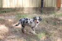 AKC BELLA - BLUE MERLE FEMALE , a female Australian Shepherd for sale in Pittsburg, TX – 4 of 9