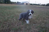 AKC Adrian - BLUE MERLE FEMALE , a female Australian Shepherd for sale in Pittsburg, TX – 3 of 8