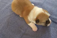 AKC TUCKER MALE, a male Pembroke Welsh Corgi for sale in Pittsburg, TX – Photo 7 of 7