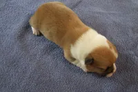 AKC TUCKER MALE, a male Pembroke Welsh Corgi for sale in Pittsburg, TX – Photo 3 of 7