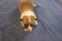 AKC TUCKER MALE, a male Pembroke Welsh Corgi for sale in Pittsburg, TX – Photo 1 of 7