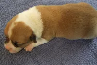 AKC TUCKER MALE, a male Pembroke Welsh Corgi for sale in Pittsburg, TX – Photo 6 of 7