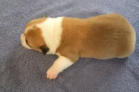 AKC TUCKER MALE, a male Pembroke Welsh Corgi for sale in Pittsburg, TX – Photo 4 of 7