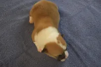 AKC TUCKER MALE, a male Pembroke Welsh Corgi for sale in Pittsburg, TX – Photo 2 of 7