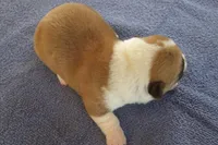 AKC TUCKER MALE, a male Pembroke Welsh Corgi for sale in Pittsburg, TX – Photo 5 of 7