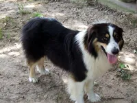 AKC KODA BLUE MERLE, a male Australian Shepherd for sale in Pittsburg, TX – Photo 6 of 6