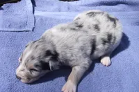 AKC KODA BLUE MERLE, a male Australian Shepherd for sale in Pittsburg, TX – Photo 3 of 6