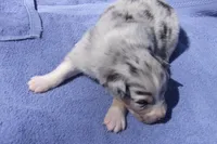 AKC KODA BLUE MERLE, a male Australian Shepherd for sale in Pittsburg, TX – Photo 4 of 6