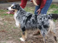 AKC KODA BLUE MERLE, a male Australian Shepherd for sale in Pittsburg, TX – Photo 5 of 6