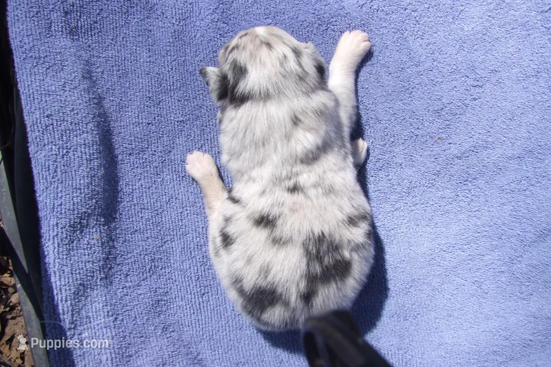 AKC KODA BLUE MERLE, a male Australian Shepherd for sale in Pittsburg, TX – Photo 1 of 6