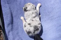 AKC KODA BLUE MERLE, a male Australian Shepherd for sale in Pittsburg, TX – Photo 1 of 6