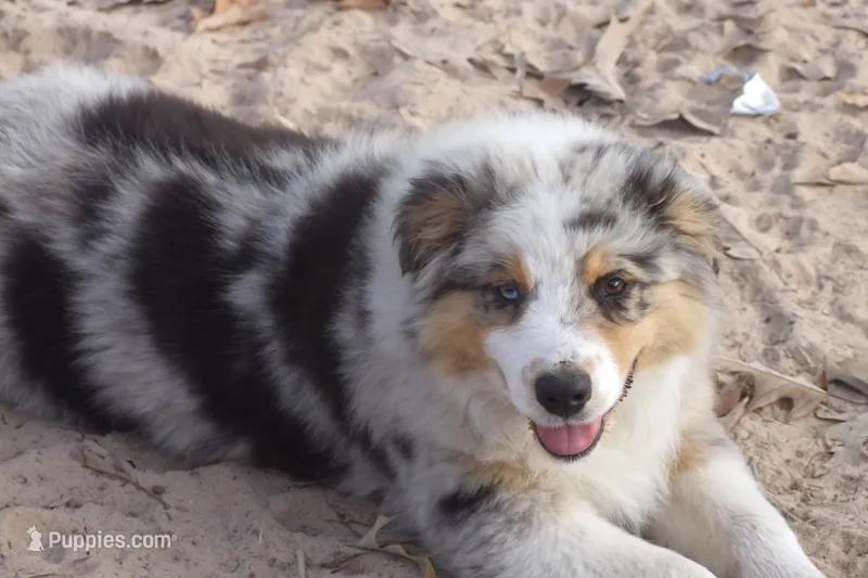 AKC ADRIAN FEMALE BLUE MERLEE