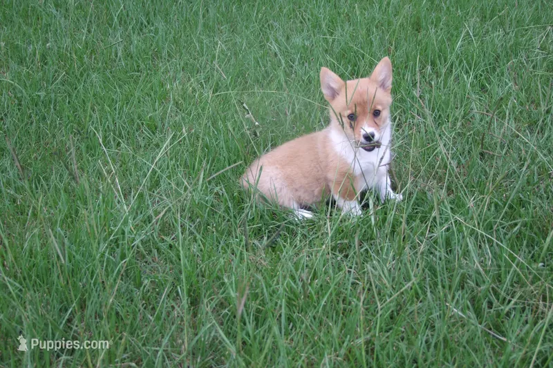 AKC - Female Corgi – Pembroke Welsh Corgi puppy for sale in Pittsburg, TX