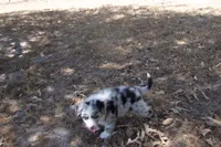 AKC Koda - Blue Merle Male, a male Australian Shepherd for sale in Pittsburg, TX – 8 of 9