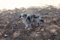 AKC Koda - Blue Merle Male, a male Australian Shepherd for sale in Pittsburg, TX – 4 of 9