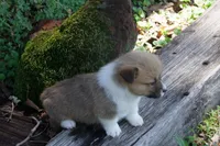 AKC Button, a female Pembroke Welsh Corgi for sale in Pittsburg, TX – 6 of 7