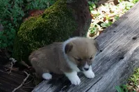 AKC Button, a female Pembroke Welsh Corgi for sale in Pittsburg, TX – 5 of 7