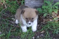 AKC Button, a female Pembroke Welsh Corgi for sale in Pittsburg, TX – 7 of 7