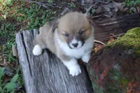 AKC Button, a female Pembroke Welsh Corgi for sale in Pittsburg, TX – 4 of 7