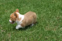 BUTTON AKC FEMALE, a female Pembroke Welsh Corgi for sale in Pittsburg, TX – 2 of 6