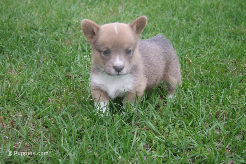 AKC - Female Corgi – Pembroke Welsh Corgi puppy for sale in Pittsburg, TX