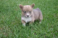 AKC - No Limitations - Female Corgi, a female Pembroke Welsh Corgi for sale in Pittsburg, TX – Photo 5 of 6