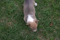 AKC - No Limitations - Female Corgi, a female Pembroke Welsh Corgi for sale in Pittsburg, TX – Photo 6 of 6